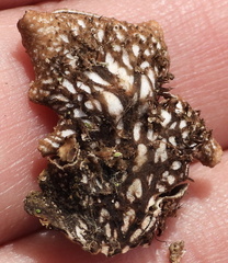 Peltigera polydactylon