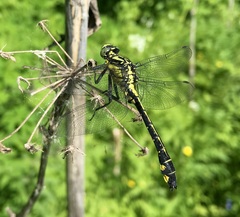Gomphus vulgatissimus