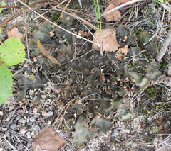 Peltigera polydactylon