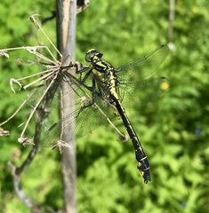 Gomphus vulgatissimus