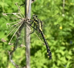 Gomphus vulgatissimus