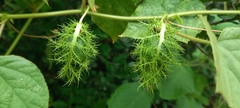 Passiflora foetida