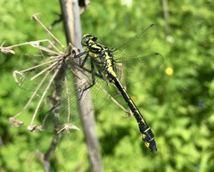 Gomphus vulgatissimus