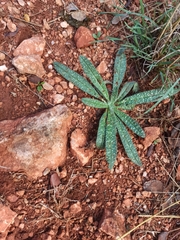 Echium vulgare