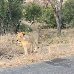 Panthera leo melanochaita