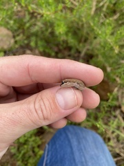 Pachydactylus geitje