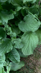 Brunnera macrophylla