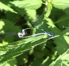 Coenagrion pulchellum