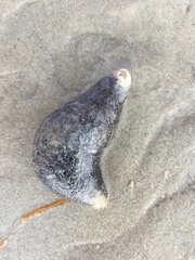 Sclerodactyla briareus