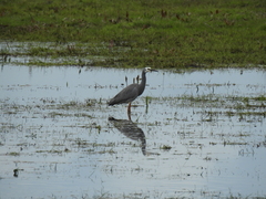 Egretta novaehollandiae