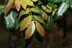 Alectryon tomentosus