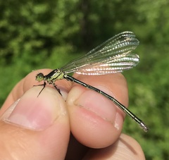Erythromma najas