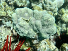 Porites