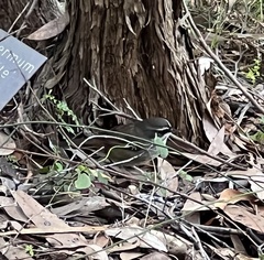 Sericornis frontalis