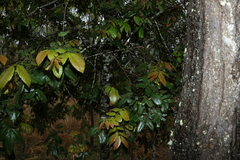 Alectryon tomentosus