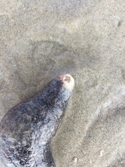 Sclerodactyla briareus