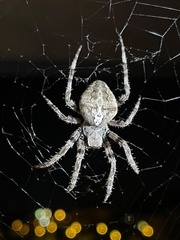 Araneus circe