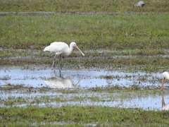 Platalea flavipes