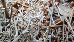 Tremella