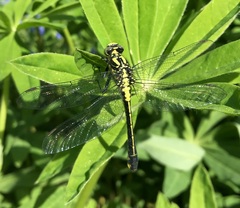 Gomphus vulgatissimus