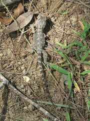 Pogona barbata