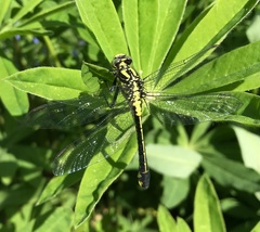 Gomphus vulgatissimus
