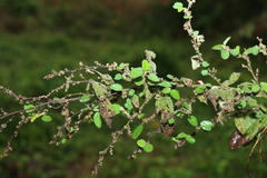 Sida hackettiana