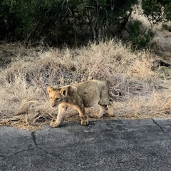 Panthera leo melanochaita