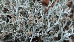 Tremella