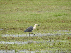 Ardea pacifica