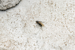 Phoridae