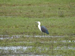 Ardea pacifica
