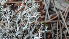 Tremella