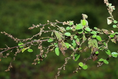 Sida hackettiana