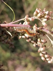 Diacrisia purpurata