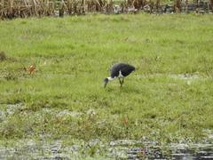 Threskiornis spinicollis