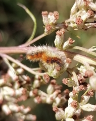 Diacrisia purpurata