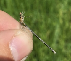 Coenagrion johanssoni