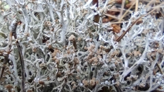 Tremella