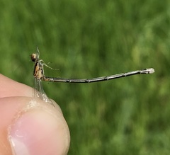 Coenagrion johanssoni