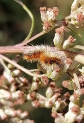 Diacrisia purpurata