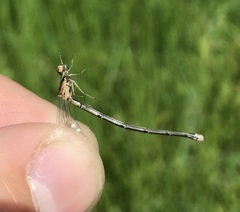 Coenagrion johanssoni