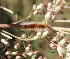 Diacrisia purpurata