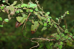 Sida hackettiana