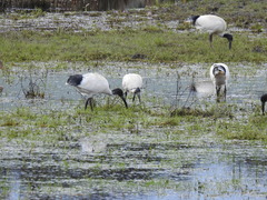 Threskiornis molucca