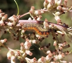 Diacrisia purpurata