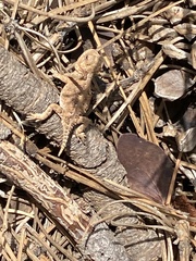 Phrynosoma hernandesi