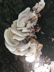 Bondarzewia berkeleyi