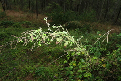 Sida hackettiana