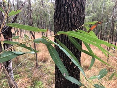 Corymbia tessellaris